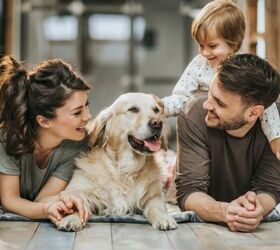 8 Signs Your Dog Feels Safe and Happy at Home