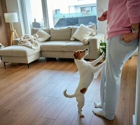 5 common ways your dog tries to get your attention, Image via Canva