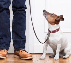 5 common ways your dog tries to get your attention, Image via Canva