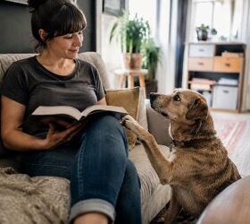 5 common ways your dog tries to get your attention