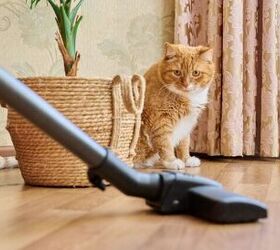 Pet Hair and Dander: What’s the Difference and How to Control Them