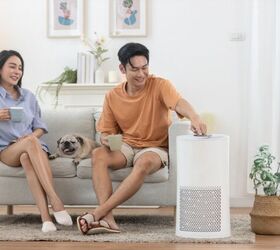 pet hair and dander whats the difference and how to control them, Photo credit FOTO Eak Shutterstock com