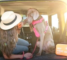 9 things dog owners should always keep in the car, ARCA PET Cat Dog First Aid Kit for Car Image via Amazon