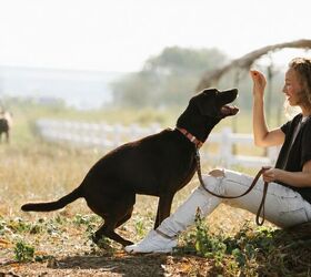 9 things dog owners should always keep in the car