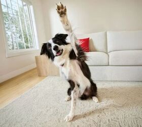give your fur baby one last summer hurray with petsmart deals, PetSmart