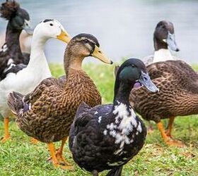 before you get ducks make sure you can handle these 5 things