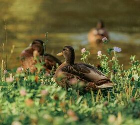 before you get ducks make sure you can handle these 5 things