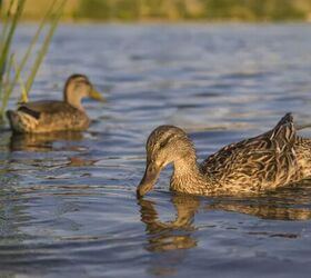 before you get ducks make sure you can handle these 5 things