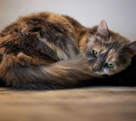 20-Year-Old Cat Left in a Box Finds a Loving New Home