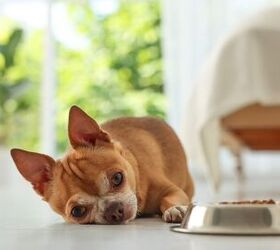 Treat Camera Catches Alleged Attack on Senior Chihuahua