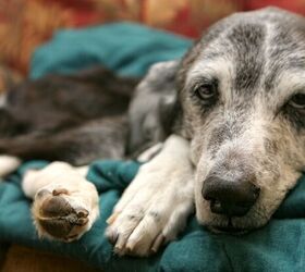4 Easy Tips for Taking Even Better Care of Your Older Dog