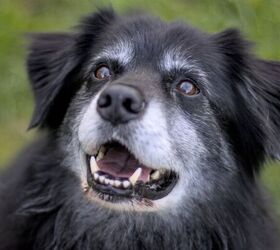 4 easy tips for taking even better care of your older dog