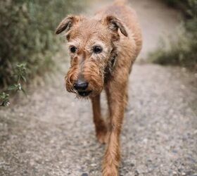 4 easy tips for taking even better care of your older dog