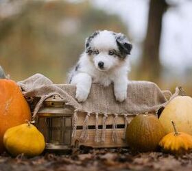 3 fun ways to celebrate fall with your pup