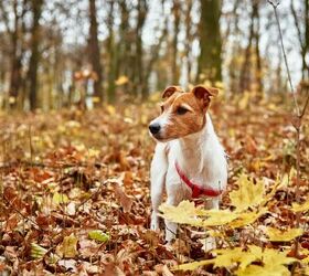 3 fun ways to celebrate fall with your pup