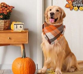 3 fun ways to celebrate fall with your pup, Fall Dog Bandana image via Amazon