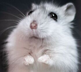 11 adorable name ideas for your new hamster