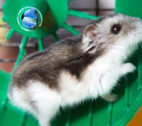 11 adorable name ideas for your new hamster