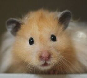 11 adorable name ideas for your new hamster