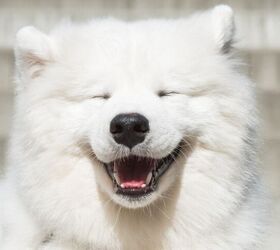 Wendy the Samoyed Steals Kelce's Tommy Hilfiger Shoot