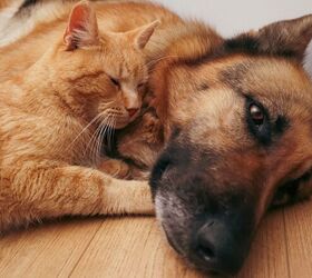 the best renters insurance for pet owners reviewed for 2026, Photo by Fire n Shutterstock com