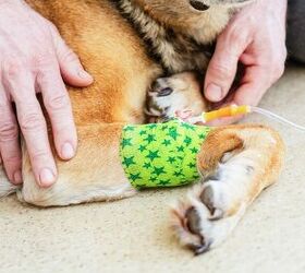 Now the Vets Come to You: BlueSky Launches At-Home Care in Nashville