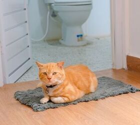 Why Your Cat Stands Guard Outside the Bathroom