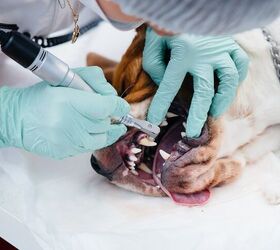 Why Your Dog Needs Anesthesia for a Full Teeth Cleaning