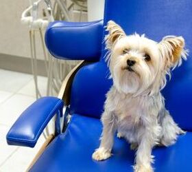 3 Signs Your Dog Needs a Dental Checkup