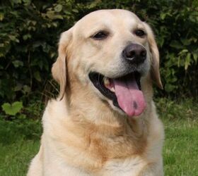 7 best dog breeds for first time owners