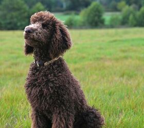 7 best dog breeds for first time owners