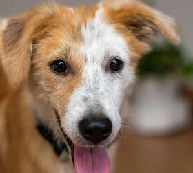 7 best dog breeds for first time owners