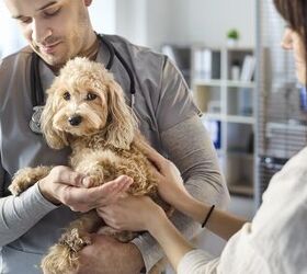 Pet Cancer Specialists Open First San Diego-Area Clinic