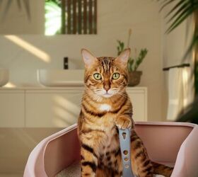 What Your Cat's Litter Box Is Trying to Tell You