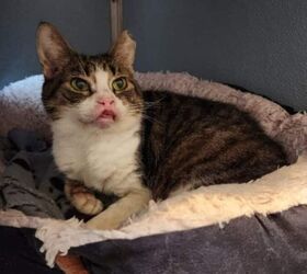 The 'Zombie Cat' Was Never Grumpy — Just Hurting