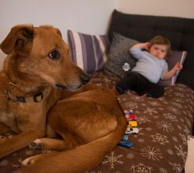 how to comfort your senior dog in their final days