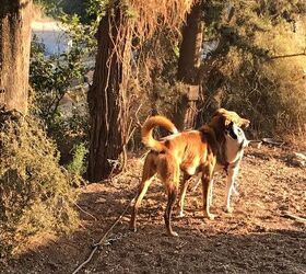 how to comfort your senior dog in their final days, Charlie and Skye