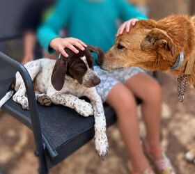 how to comfort your senior dog in their final days, Charlie meets Shiloh
