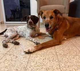 how to comfort your senior dog in their final days