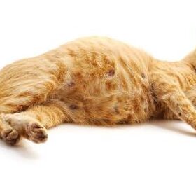 The Cat Everyone Thought Was Pregnant Was Actually Dying