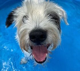 Shelter Dogs Beat the Heat in the Coolest Way Possible!