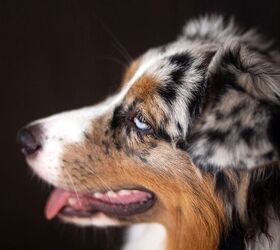 Australian Shepherd Named Promise Actually Helps with the Chores
