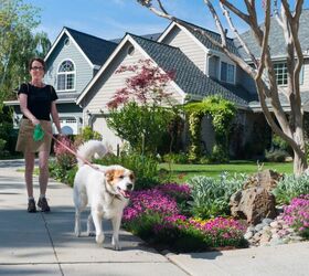 4 simple ways to make dog walks more fun, Image via Canva