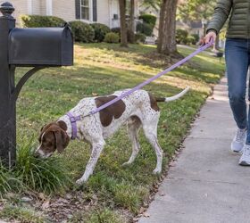 4 simple ways to make dog walks more fun