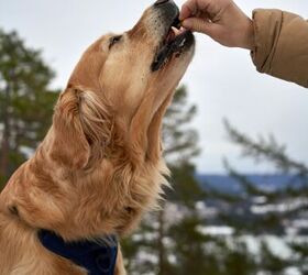 4 simple ways to make dog walks more fun, Image via Canva