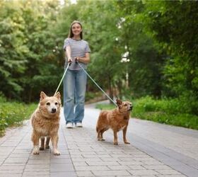 4 simple ways to make dog walks more fun, Image via Canva