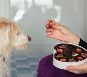 Everything You Need to Know About Dogs and Chocolate