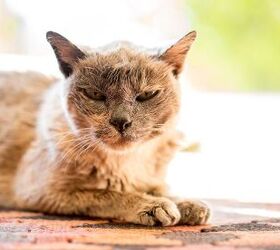 At Last! LIX Pet Wellness Intro's Advanced Feline ELIXIR for Seniors