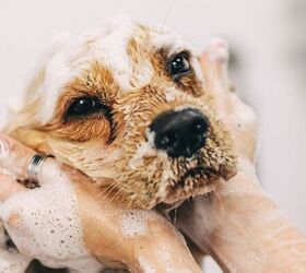 how often should you bathe a senior dog tips for bath time