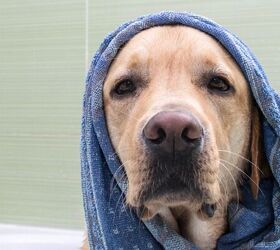 how often should you bathe a senior dog tips for bath time
